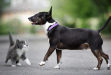 Top 7 Pet Health Tips in 2025