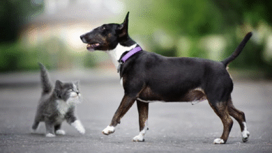 Top 7 Pet Health Tips in 2025