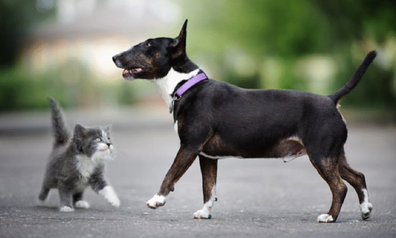 Top 7 Pet Health Tips in 2025