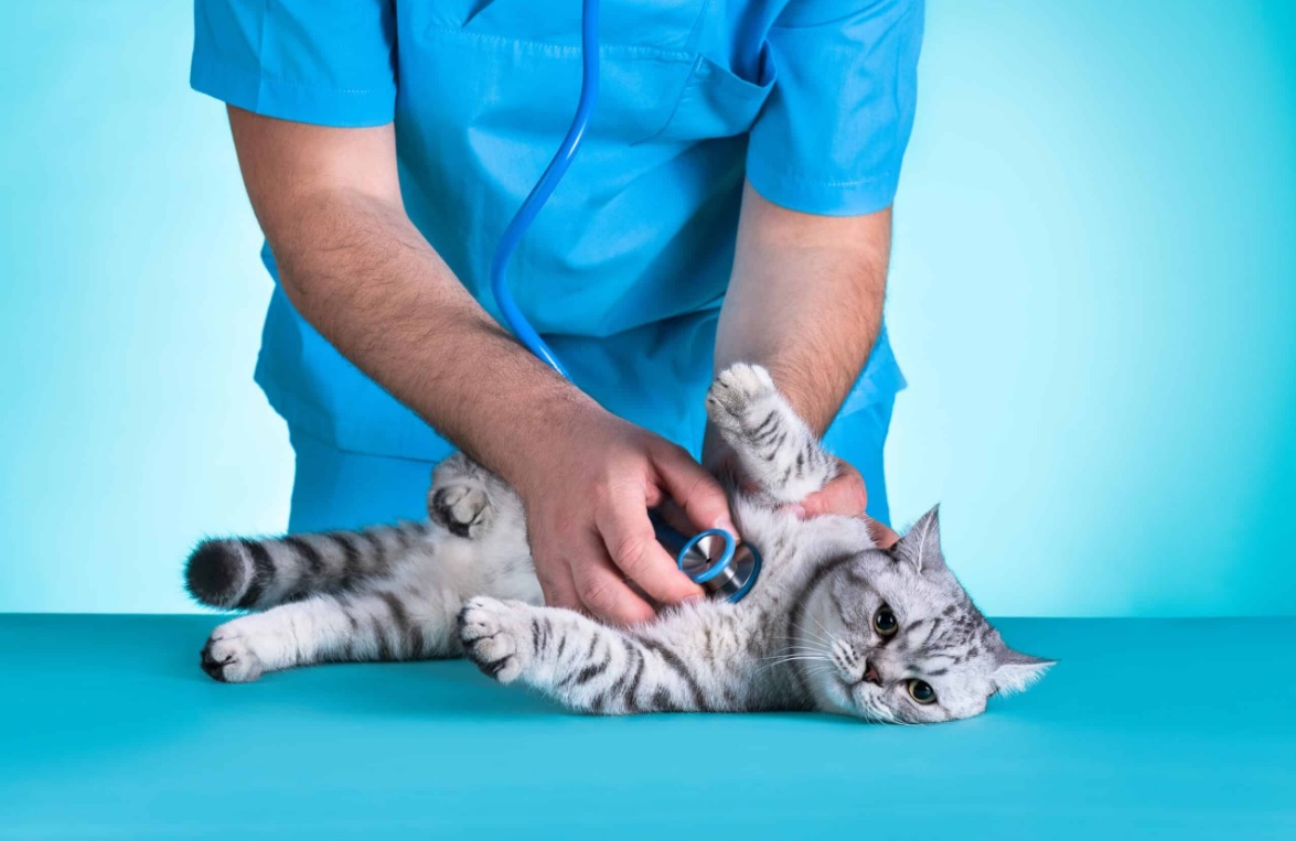 Top 7 Pet Health Tips in 2025