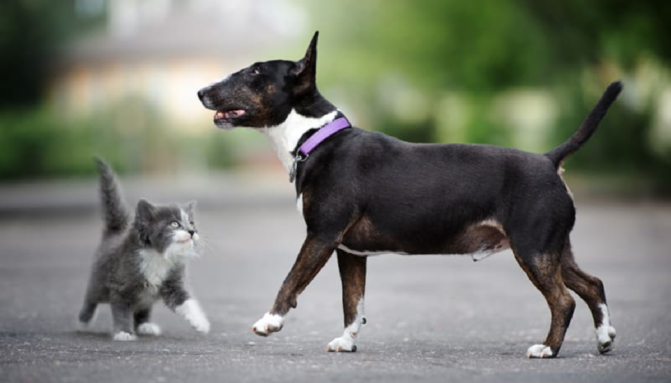 Top 7 Pet Health Tips in 2025