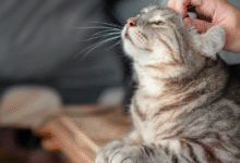 Weak Immune System in Cats