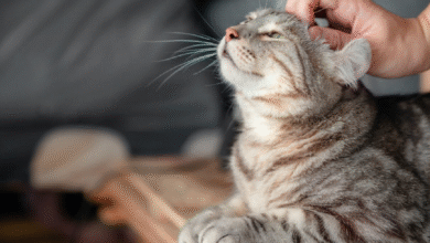 Weak Immune System in Cats