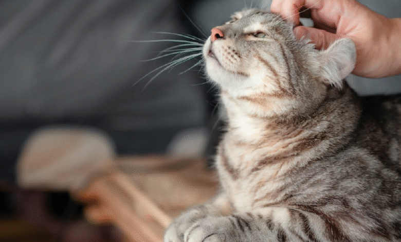Weak Immune System in Cats