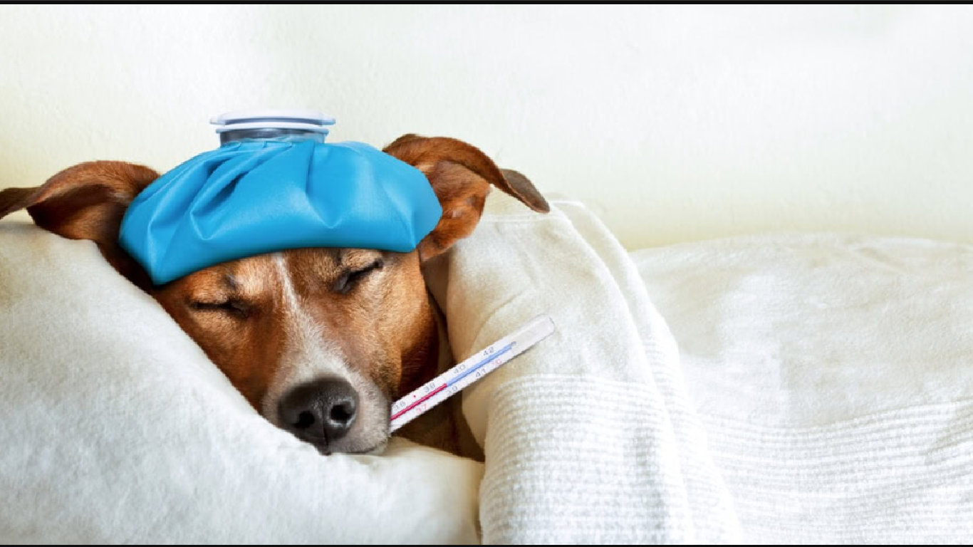 Weak Immune System in Dogs
