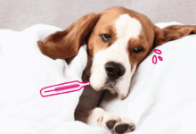 Weak Immune System in Dogs