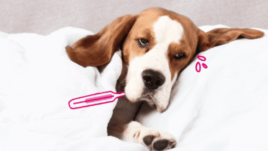 Weak Immune System in Dogs