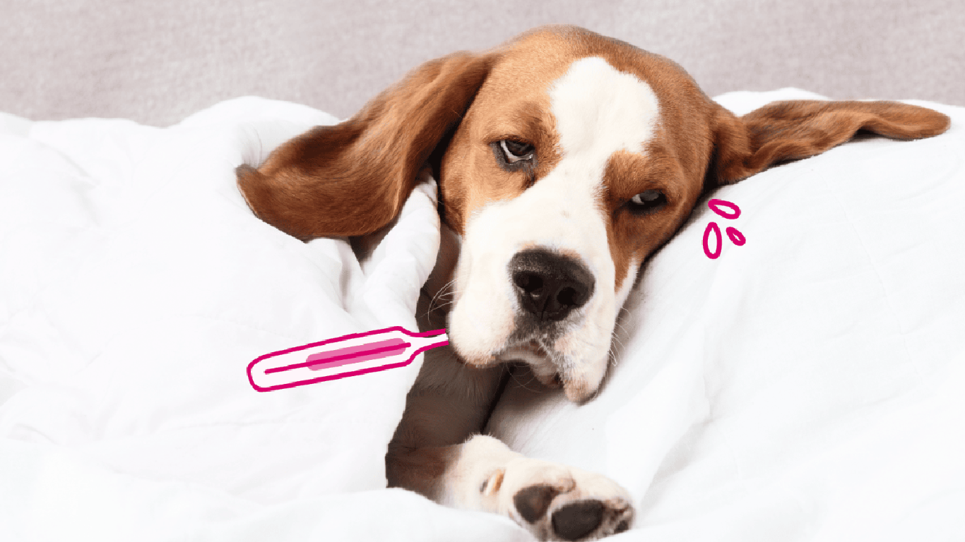 Weak Immune System in Dogs