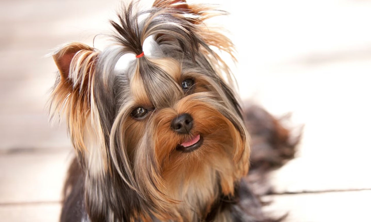 Best 10 Smallest Dogs Suitable for Living in an Apartment