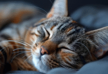 Pets That Stay Awake