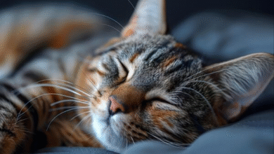 Pets That Stay Awake