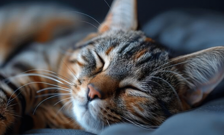 Pets That Stay Awake