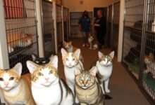 Find Your Purrfect Match: Cats Available for Adoption
