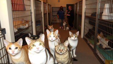 Find Your Purrfect Match: Cats Available for Adoption