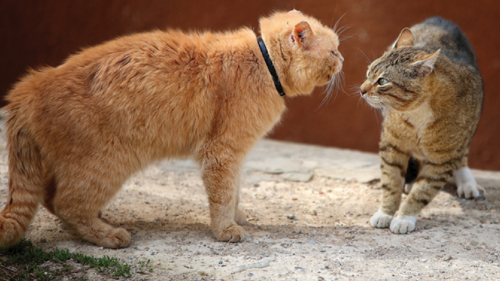 Solving Household Cat Aggression